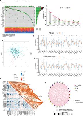 Four types of adenine-related RNA modification writers -mediated molecular subtypes contribute to predicting clinical outcomes and treatment options in bladder cancer